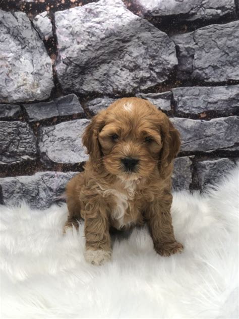 Premier Pups offers the best variety of Mini Goldendo