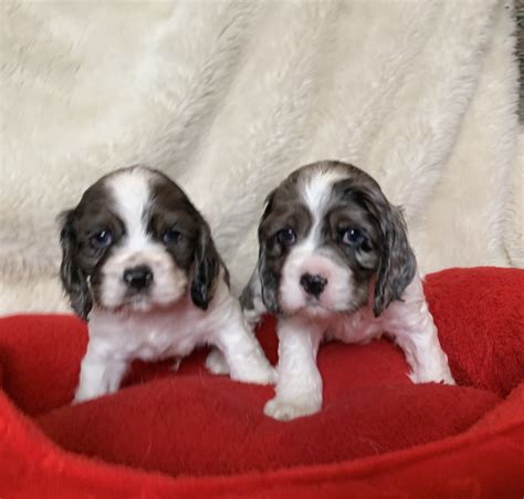 Havana Knights Havanese is a small town reputable breeder located in Northwest Arkansas. Hypoallergenic AKC Registered Havanese puppies from Champion bloodlines. ... AKC Registered Havanese Puppies for sale! Diamonds can't love you back, but I can! Adopt me for Valentine's Day! Only 2 puppies left! ... All puppies are loved and raised inside ....