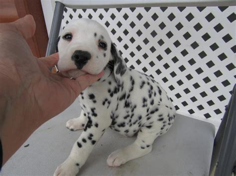 Browse search results for pitbull bully puppies for sale in Kalamazoo, MI. AmericanListed features safe and local classifieds for everything you need!. Puppies for sale in kalamazoo