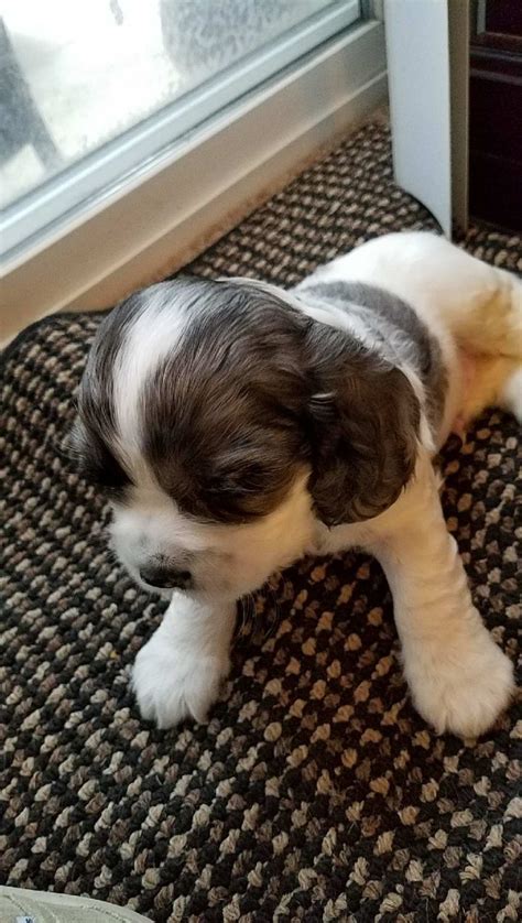 Puppies for sale in oxnard. Date of Birth: 09/15/2023 (5 weeks old) Available Date: 10/24/2023. Location: Oxnard, CA 93035. Males: 5 Females: 6. Price: 1500. Message Breeder. Advertisement. About The Parents About the Puppies Meet The Breeder. 