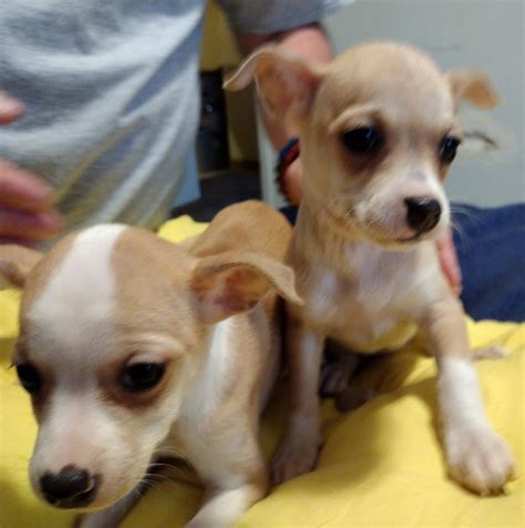 Puppies for sale in scranton pa. 49. 50. ». Find Puppies and Breeders near Scranton, PA and helpful information. All puppies found here are from AKC-Registered parents. 