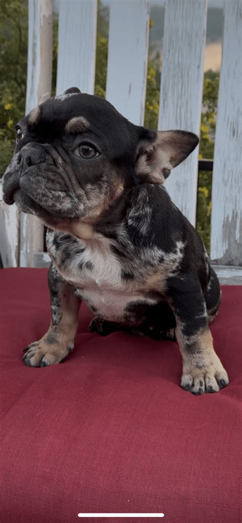 Puppies for sale in skagit county. .  <a href=https://dev.cms.cierra.io/asse...
