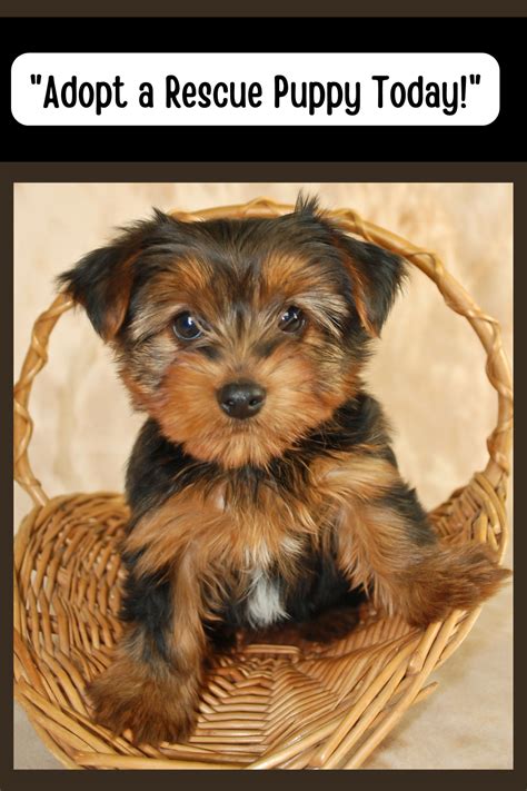 Morkie Puppies for Sale in Texas | Morkie Dogs for Sale in TX $100, $200, $300, $400, $500, and up | Adopt a Morkie Puppy or Dog Today!. 