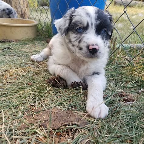 Puppies for sale montana. 24-Jul-2023 ... Karma & Gauge litter, 3 male puppies available. Reserve your puppy today 406-494-4683. 20230819_132310.jpg. 20230819_133651.jpg. 
