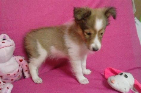 Puppies for sale rome ny. Woof! Why buy a puppy for sale if you can adopt and save a life? Look at pictures of puppies in New York who need a home. Mimi is a 5-month-old chihuahua mix who weighs less than 10 pounds. She enjoys playing and cuddles and ... 
