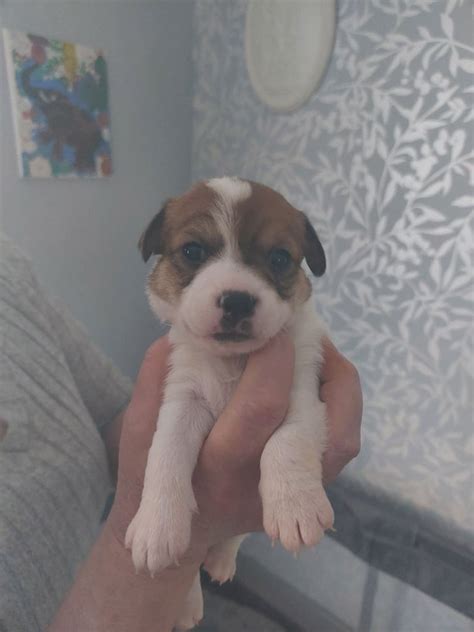 Puppies for sale sheffield gumtree. .  ...
