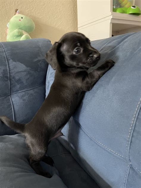 Puppies for sale southwest florida. .  ...