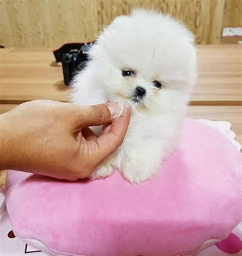 Puppies for sale under dollar500 dollars near me. 268 listings found. Newly listed. Pomeranian. 1 month ago. Chocolate POMERANIAN puppies for sale. There are a total of three Pomeranian puppies avai... Orlando, Florida. Nicole. $ 1400.00. 