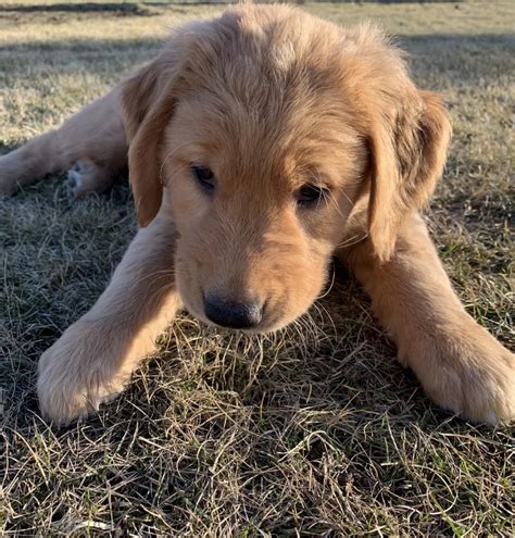 Puppies for sale washington. Find Puppies and Breeders in Washington and helpful information. All puppies found here are from AKC-Registered parents. ... Puppies For Sale in Washington. Showing 1 - 19 of 732 results. AKC Champion Bloodline. AKC CHAMPION BLOODLINE. This litter has at least one dog 
