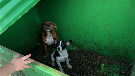Puppies found inside dumpster in downtown St. Louis