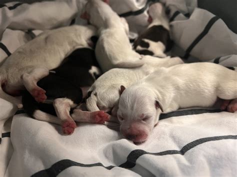 Puppies found on side of road saved, shelter seeking more help from fosters