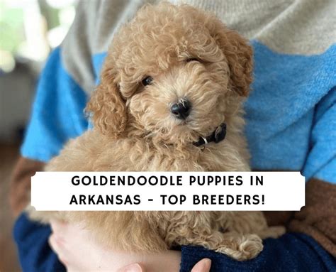 Puppies in arkansas. Things To Know About Puppies in arkansas. 