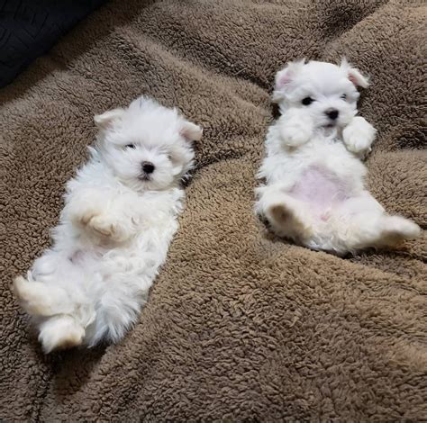 Puppies in fresno for sale. Prices for Maltipoo puppies for sale in Fresno, CA vary by breeder and individual puppy. On Good Dog today, Maltipoo puppies in Fresno, CA range in price from $1,750 to $3,250. Because all breeding programs are different, you may find dogs for sale outside that price range. …. Read more. 