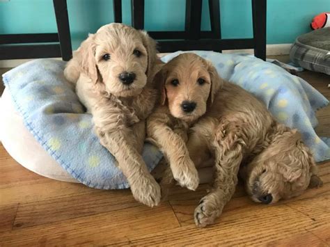 Puppies in oregon. ALAA, ALCA and BBB of Oregon/Wa member. Non-shedding and allergy friendly! Fully tested parents. 3 yr. health warranty. All colors including parti's. We will personally deliver puppies to any part of the world! Puppies available now! Debbie Young- Central Oregon- 541-998-2247. E-mail: dy618@aol.com. 