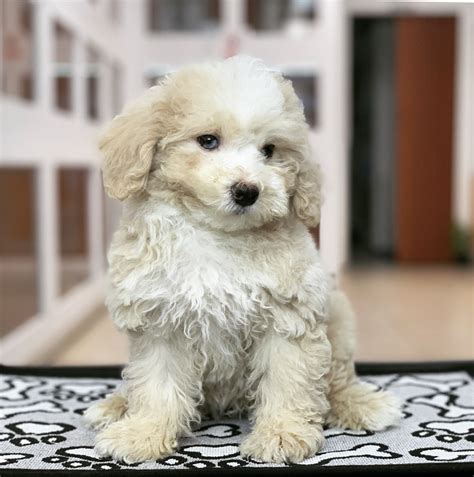 Puppies miami. We invite you to browse our website and view all of the puppies we have available in your search for that new puppy friend to take home with you. Looking for puppy stores in Miami, puppies for sale in Miami or dogs for sale in Miami? You have come to the right place. Call us today at 786-953-5235 or visit our store. We hope to see you soon. 