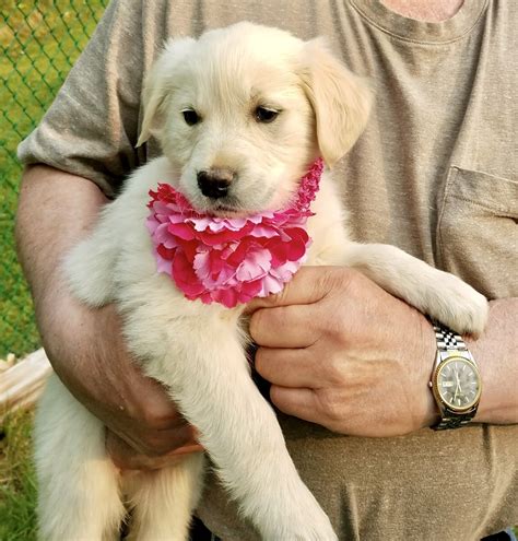 Goldendoodle puppies in New Hampshire are pretty slim due to the high demand of these designer dogs, but we hope you enjoy our list. 1. Karla’s Pet Rendezvous New Hampshire. Karla’s rendezvous is a groomer, training, boarding, and breeding location. They have a few different puppy breeds and the Goldendoodle is one of them..
