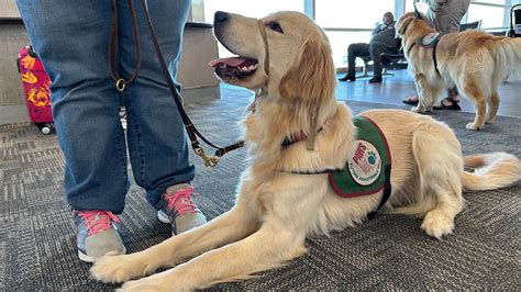 Puppies training to be future assistance dogs earn their wings at Detroit-area airport