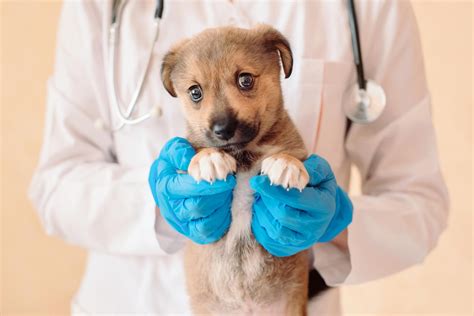 Puppy’s First Vet Visit. - petmedic.vet