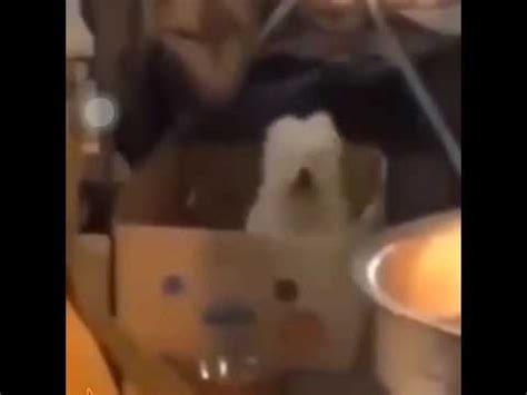 Puppy Bouncing In The Box