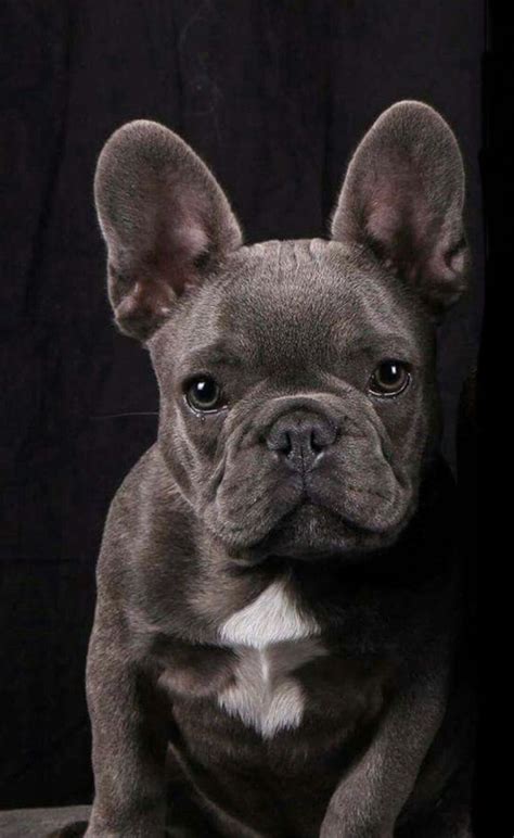 Puppy Bulldog Grey