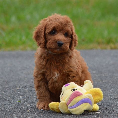 Puppy Culture Labradoodle Breeders In Maryland