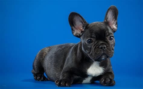 Puppy French Bulldog Black
