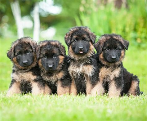 Puppy German Shepherds For Adoption