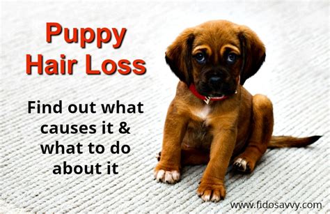 Puppy Hair Loss Got You Worried? - Fidosavvy