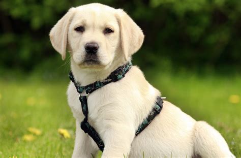 Puppy Harness For Labrador