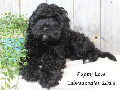 Puppy Love Labradoodles Tickle