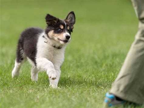 Puppy Pre-School Puppy Training - The Dog Ranch at Liberty Hill