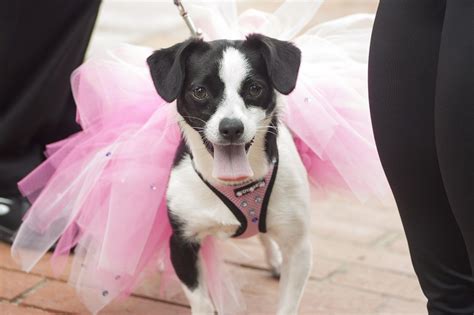 Puppy Prom: Adopted dogs dressed to the nines at Helen Woodward celebration