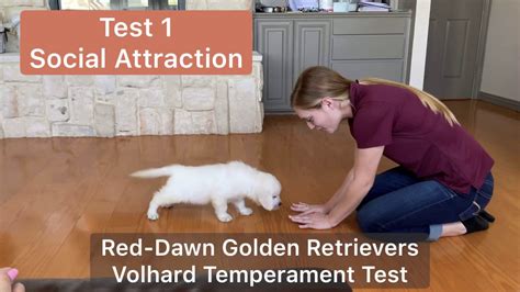 Puppy Temperament Test Golden Retriever