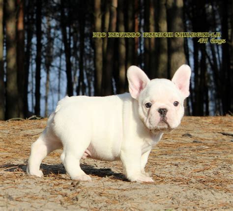 Puppy White French Bulldog