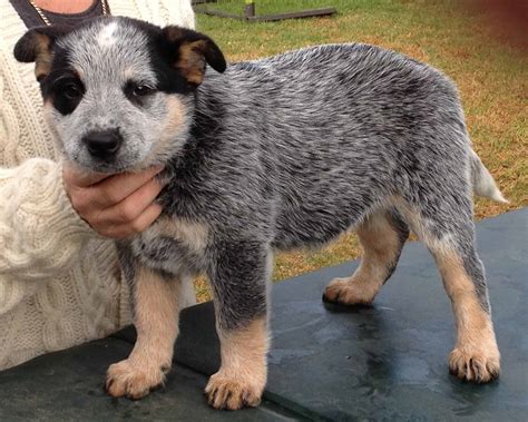 Puppy australian cattle dog. com.  Our exclusive breeding program ensures...