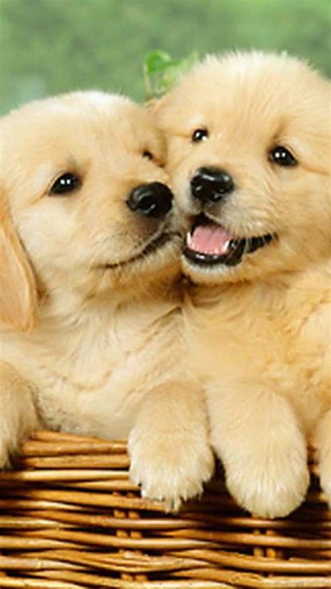 [3000+] Discover adorable puppy wallpapers, phone backgrounds, GIFs, and fan art on our image gallery - perfect for dog lovers looking to decorate their screens with …. 