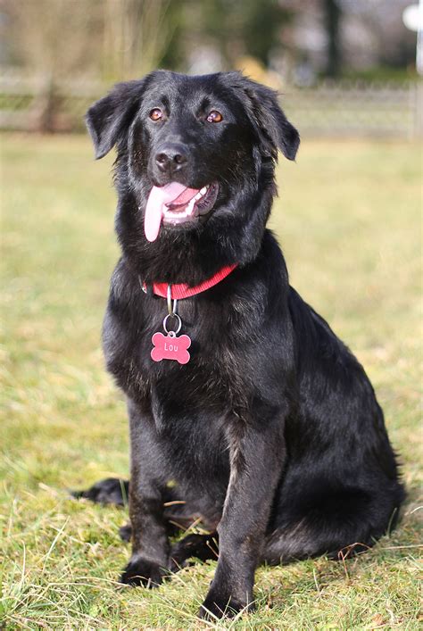 The Border Collie and Labrador mix is somethi