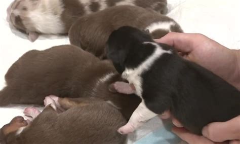 Puppy born with unique birthmark resembling Cape Cod