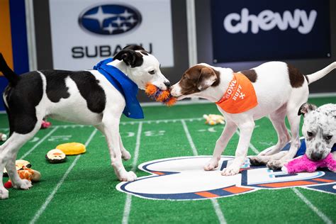 Puppy bowl. 2022 Puppy Bowl:Meeting the adorable dogs of last year's game. Puppy Bowl 2023 highlights. Puppy Bowl XIX kicks off with 122 puppies on Sunday with the annual match-up of Team Ruff vs. Team Fluff. 