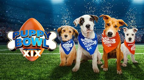 Puppy bowl 2023. Things To Know About Puppy bowl 2023. 