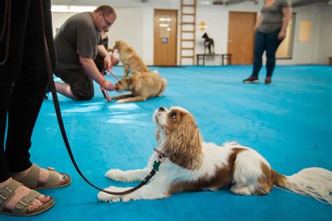 Puppy classes. Dog Training. A well-behaved dog is a joy to live with, and proper dog training helps ensure that your pup can participate in almost everything you do together. Puppies can begin very simple ... 