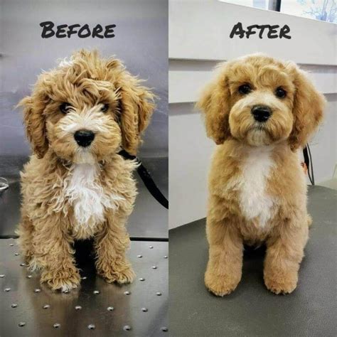 Puppy cuts. Wet the dog with warm water and apply shampoo from the neck back. After lathering and scrubbing, rinse your dog thoroughly with warm water. Rub vigorously with a towel (they’ll help you with ... 