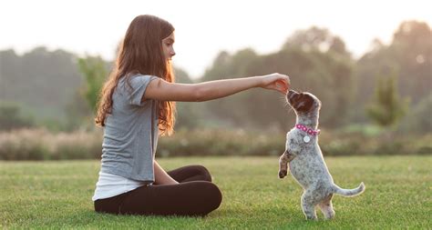 Puppy dog training. Puppy training is essential for dog owners. Learn how to teach your dog five basic obedience cues every dog should know: sit, stay, down, come, and walk. 