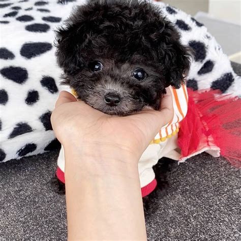 Puppy for sale near me under $300. Yorkie Poo Puppies for Sale Near Me. Yorkiepoo puppies for sale are expensive, usually running from $1,000 to $3,500. Litters tend to be small, frequently having only two or three puppies. Yorkiepoos also have a low surrender rate, but you can still find a few in shelter and Poodle or Yorkshire Terrier rescues. 