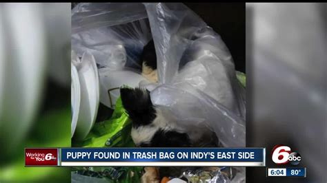 Puppy found stuffed in garbage bag in Santa Cruz County