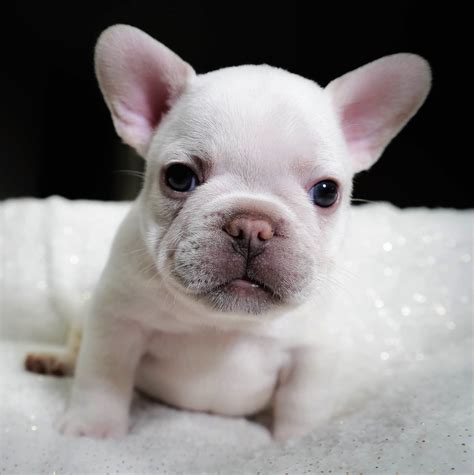 Puppy frenchie. The Frenchie dog breed comes in a variety of unusual colors. Rare colors in French Bulldog puppies can be exceptionally expensive depending on how rare the puppy is. Also there is some debate about how healthy a rare colored Frenchie can be. Rare colors can be merle, lilac, blue and more. 