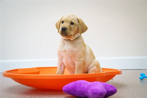 Puppy kindergarten. Puppy Kindergarten Training Classes. Building a solid foundation for obedience training is very important. The sooner you start, the easier it will be to turn your puppy into a confident and happy adult dog. 