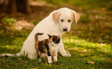 Puppy kitty. However, while there is a chance that this can be true, raising a puppy and kitten together isn't always that easy. While puppies and kittens can sometimes form a fast friendship and keep each other company, there can be some growing pains. However tragic, there is still the possibility that a grown dog can mistake your cat for its prey. 