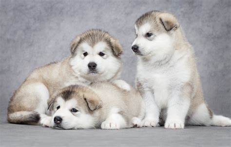 Puppy malamutes. The Alaskan Malamute is rowdy as a puppy but calms down as an adult dog. Human companionship is important as Alaskan Malamutes can get into trouble and ruin property if not given enough attention. Alaskan Malamutes need to be socialized with children and other dogs at an early age. Alaskan Malamutes, especially males, can be very dominant … 