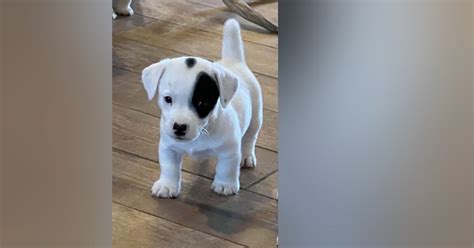 Puppy missing from Fremont home after residential burglary
